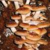 shiitake-256x300_0.jpg