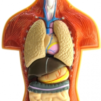 insercionsocial_dia-nacional-de-la-fibrosis-quistica_1.png