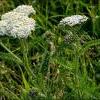 Achillea millefolium_0.jpg