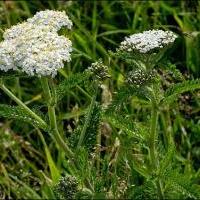 Achillea millefolium_1.jpg