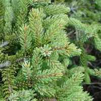 Picea_excelsa_Link__-1_1.jpg