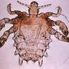 275px-Pthius_pubis_-_crab_louse_0.jpg